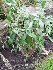 Buddleja davidii