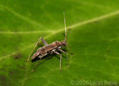 Phytocoris bonaeriensis