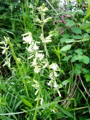 Silene repens