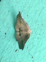 Garaeus apicata