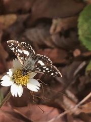 Ernsta dromus