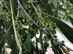 Acacia harpophylla