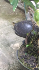 Cuora amboinensis kamaroma