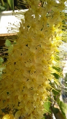 Eremurus stenophyllus