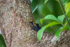 Dendrobates tinctorius