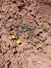 Malacothrix fendleri