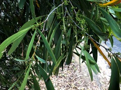 Acacia harpophylla