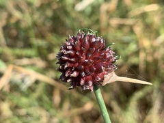 Allium