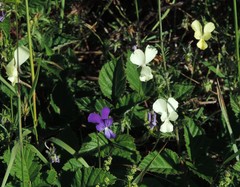 Viola etrusca