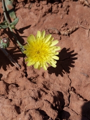 Malacothrix fendleri