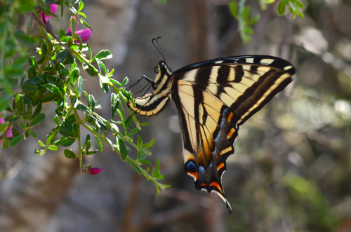Pale Swallowtail
