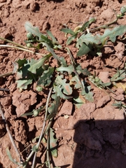 Malacothrix fendleri