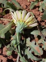 Malacothrix fendleri