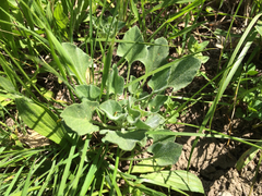 Calystegia subacaulis subacaulis