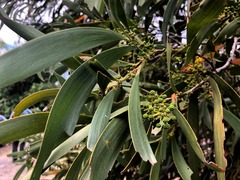 Acacia harpophylla