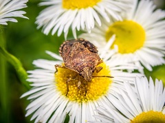 Hymenarcys nervosa