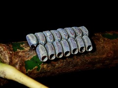 Marmessoidea