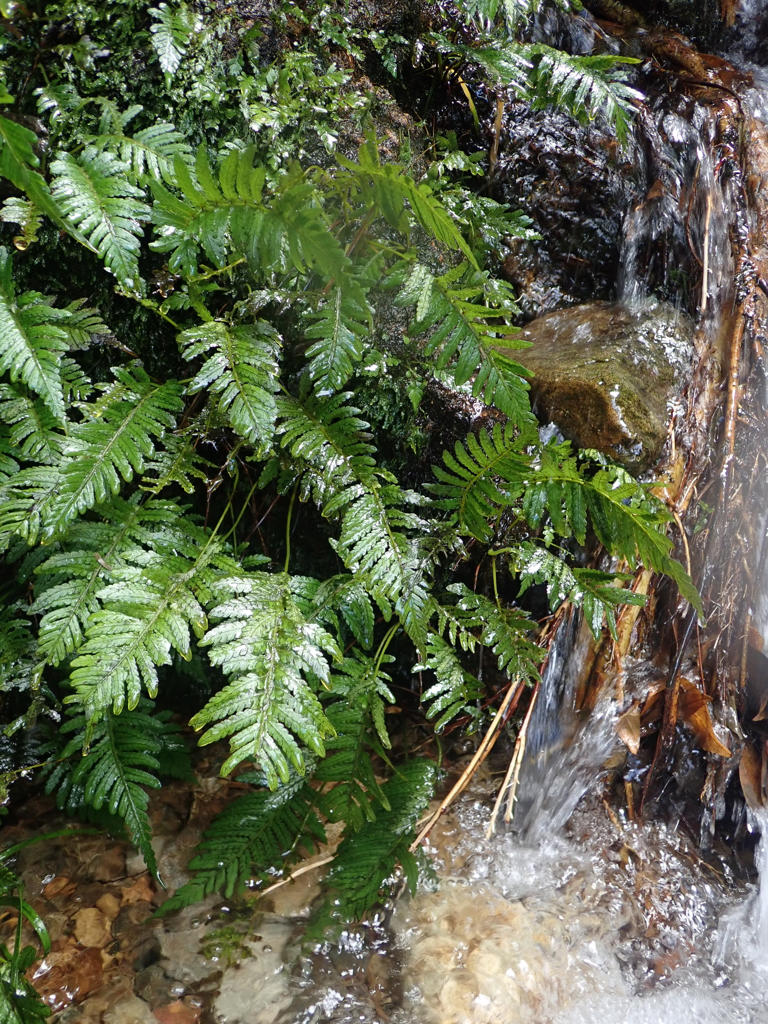 Trigonospora