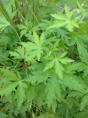 Geranium sibiricum
