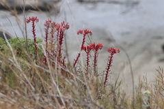 Dudleya palmeri