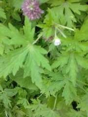 Geranium sibiricum