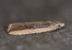 Bactra maiorina