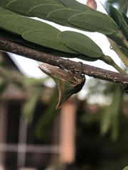 Umbonia crassicornis