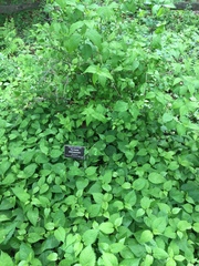 Neviusia alabamensis