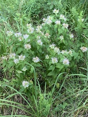 Monarda stipitatoglandulosa