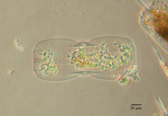 Plagiotropis lepidoptera