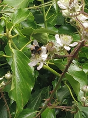 Bombus