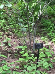 Hamamelis × intermedia