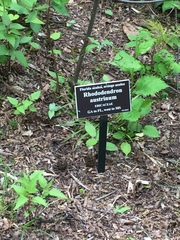 Rhododendron austrinum