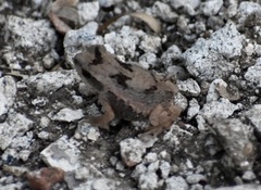 Peltophryne peltocephala