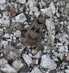 Peltophryne peltocephala