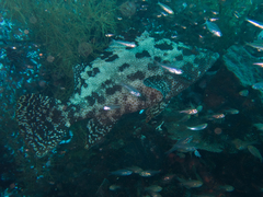 Epinephelus miliaris