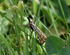 Chrysocramboides craterella