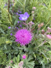 Carduus defloratus