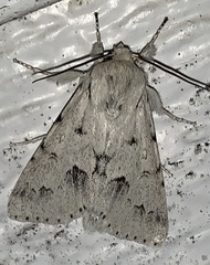 Acronicta vulpina