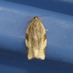 Choristoneura fractivittana