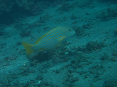 Plectorhinchus chrysotaenia