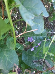 Solanum dulcamara