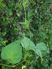Solanum dulcamara
