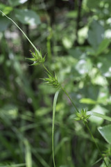 Carex folliculata