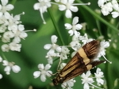 Nemophora degeerella