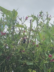 Bombus hypnorum