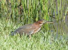 Butorides virescens image