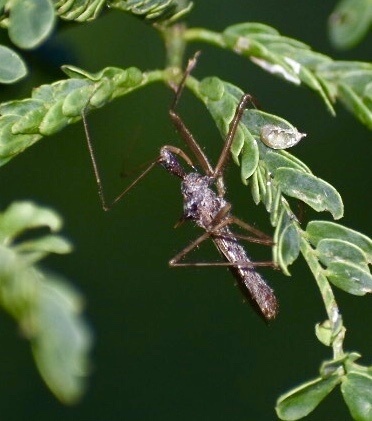 Heza acantharis