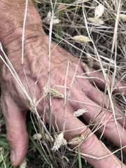 Phalaris caroliniana