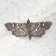 Diathrausta harlequinalis